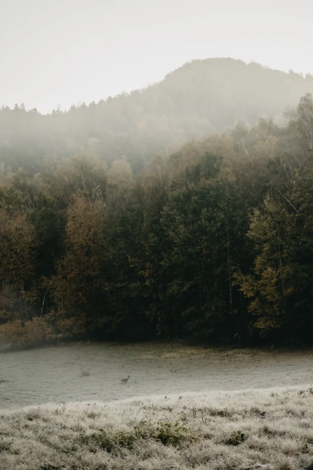 Mist in the forest