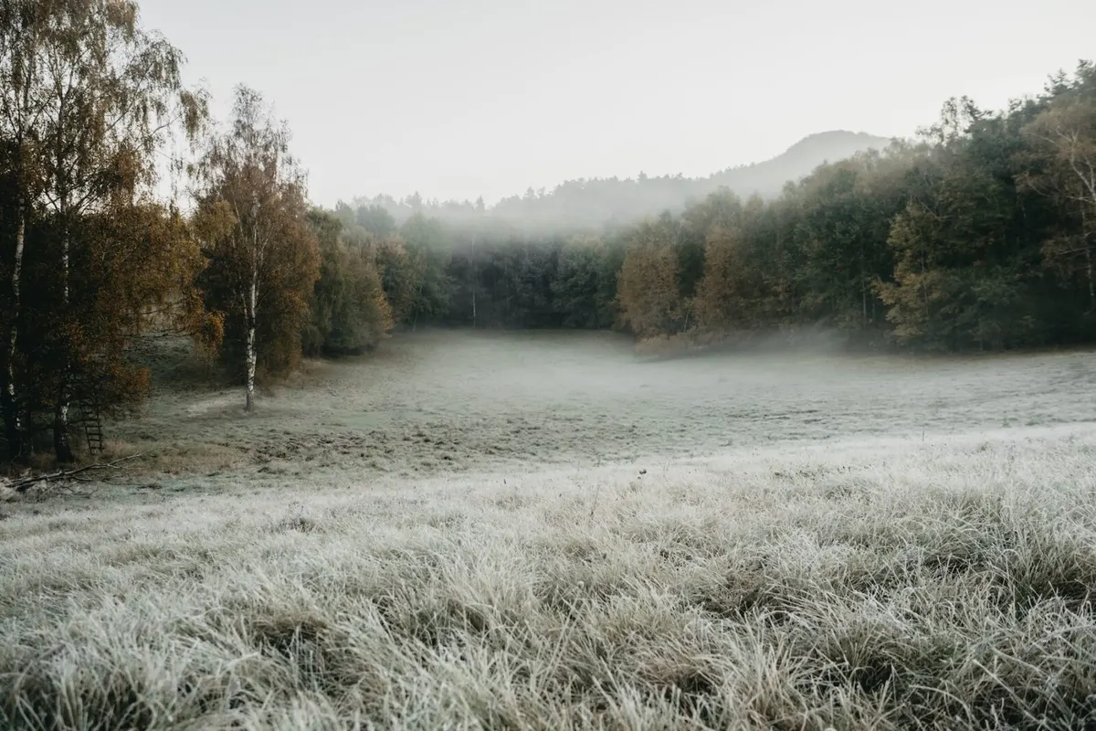 Mlha nad ranní loukou
